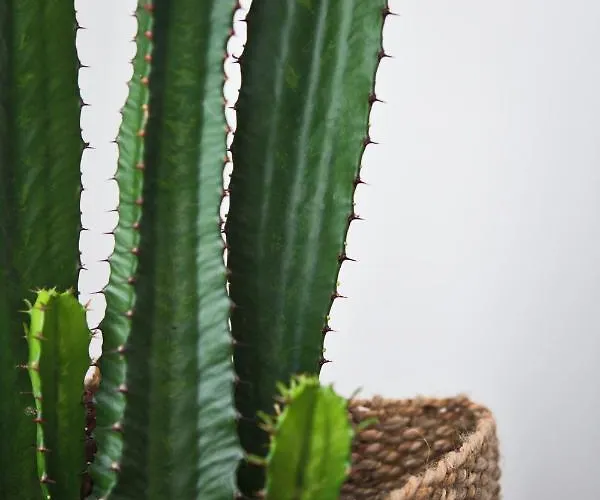 Salotto Brè - Charming Lugano